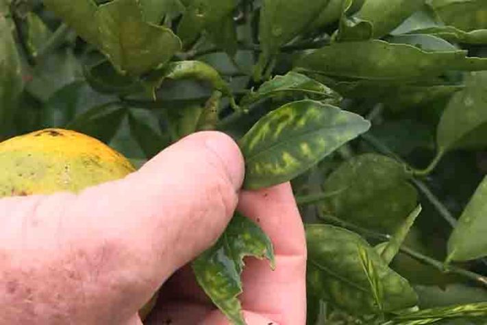 Murta é problema para áreas com plantação de frutas cítricas