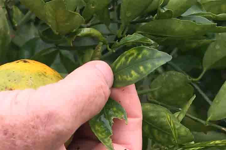 Esse inseto se alimenta da seiva tanto de plantas cítricas quanto da própria murta, podendo adquirir e transmitir a bactéria responsável pela enfermidade. Ao migrar de uma planta infectada para outra saudável, ele espalha rapidamente a doença, tornando o controle extremamente difícil.
