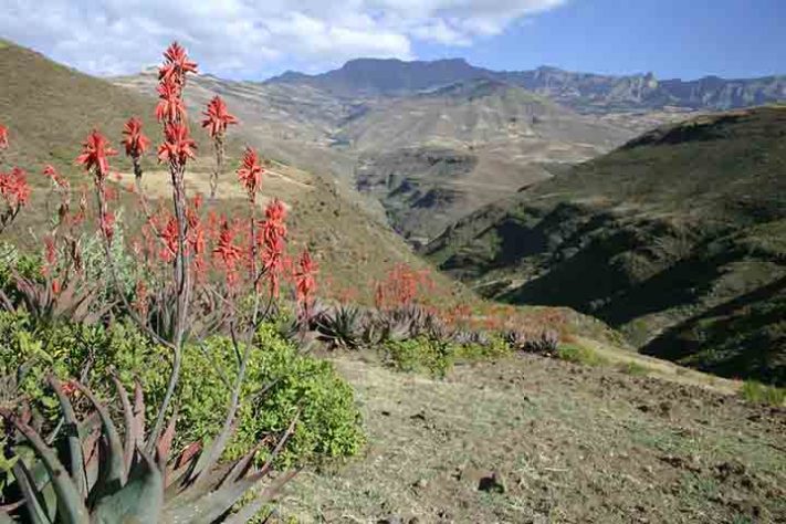 Parque Nacional do Simien, Etiópia - Reprodução do Flickr Leonard A. Floyd