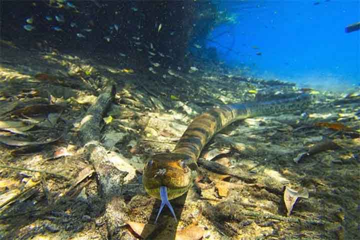 Com pouco mais de 20 mil habitantes, o município integra a região da Serra da Bodoquena e atrai visitantes de todo o mundo graças à combinação de biodiversidade, águas cristalinas e gestão ambiental rigorosa.
