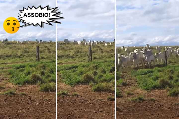 Apitos e assobios também fazem parte dessa tradição. Pastores e peões utilizam sons curtos para orientar animais e equipes.