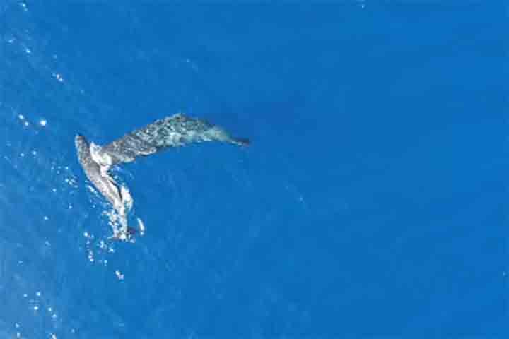 A análise dos pesquisadores trouxe ainda um dado surpreendente. Ao contrário do que se imaginava, não são os machos adultos os principais responsáveis por esse tipo de interação, mas sim indivíduos mais jovens. A constatação levanta novas hipóteses sobre a função desse comportamento, especialmente no que diz respeito à organização social do grupo e às relações entre seus membros.
