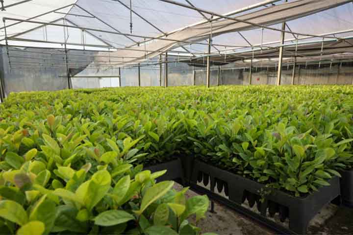 O cultivo da erva-mate enfrenta pressões ligadas ao desmatamento e ao uso intensivo de recursos naturais. A busca por práticas sustentáveis procura equilibrar preservação ambiental com continuidade da tradição cultural. O debate sobre produção responsável reforça a importância de proteger a biodiversidade sem abrir mão da identidade regional.
