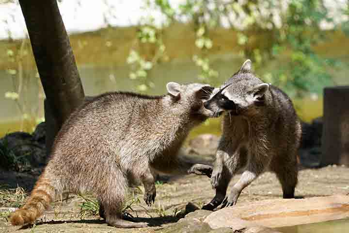 Mesmo assim, a principal ameaça atual vem da perda de habitat e de atropelamentos em áreas urbanizadas. Diferente das fêmeas, os guaxinins machos formam pequenos grupos para garantir a defesa contra invasores e facilitar a busca por parceiras.