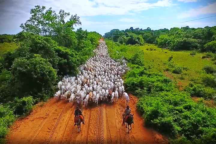 Cada sinal pode indicar mudança de direção ou parada. É uma comunicação simples, mas extremamente eficiente.
