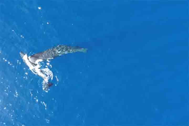 Baleia Cachalote ou cacharréu ( Physeter macrocephalus) Animal - Reprodução do Youtube Canal Headbutting Sperm Whales