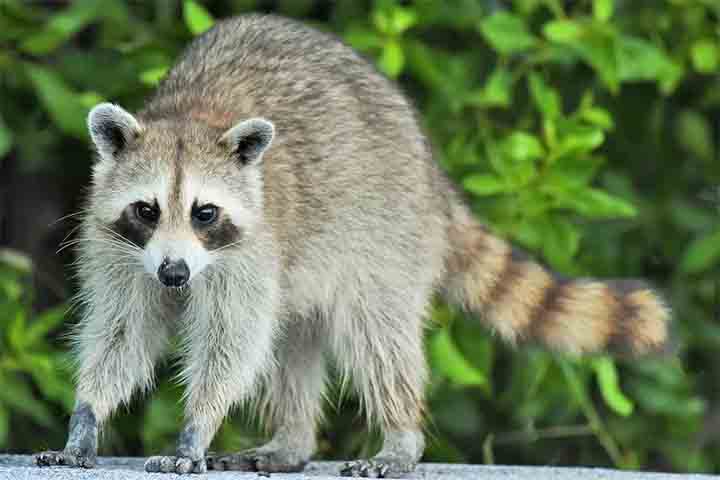 A expectativa de um vida guaxinim na natureza costuma ser de dois a cinco anos, mas pode ultrapassar dez anos em cativeiro. Seus predadores naturais incluem coiotes, linces e grandes aves de rapina. Em alguns lugares próximos a cidades, doenças também costumam ser um fator causador de mortes.