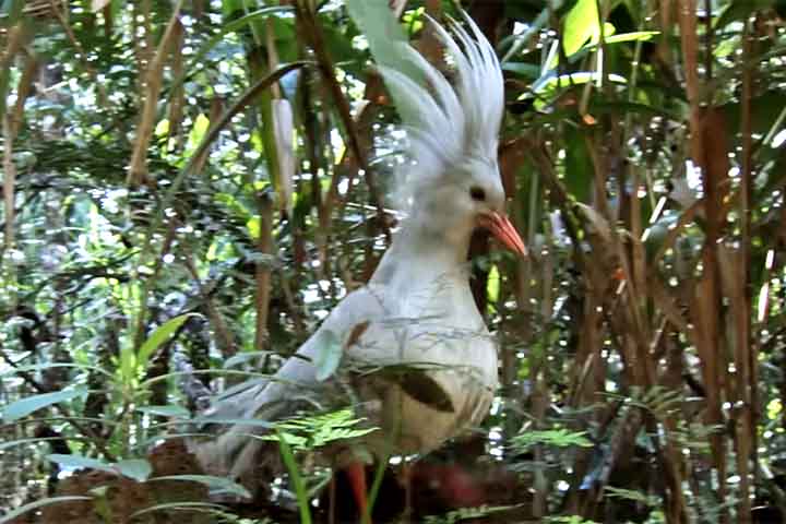De porte médio, o kagu apresenta plumagem predominantemente cinza-clara, que o ajuda a se camuflar no solo das florestas, além de olhos avermelhados e uma crista móvel que se destaca quando erguida. Essa crista, aliás, é um dos elementos mais expressivos do animal, sendo utilizada em diferentes contextos comportamentais, como alerta, comunicação e defesa. 

