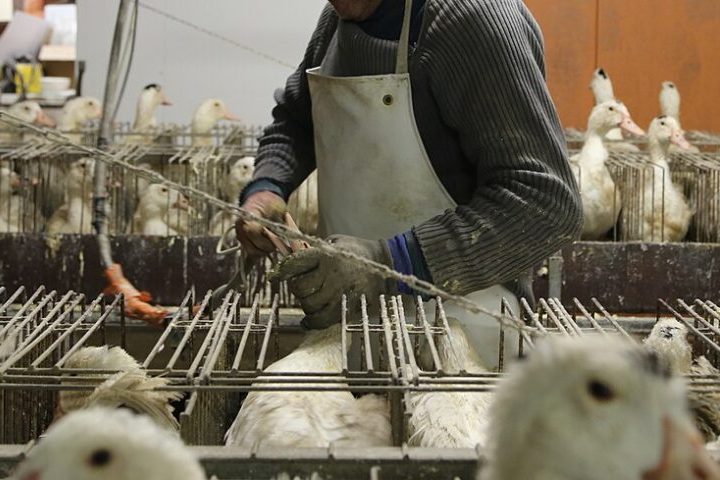 A Câmara dos Deputados aprovou, no dia 28 de abril, um projeto de lei que veta a fabricação e a venda de alimentos derivados da alimentação forçada de animais. A medida atinge diretamente a produção do foie gras, iguaria obtida através da engorda intensiva de fígados de patos e gansos por meio da gavagem, técnica que introduz comida no esôfago das aves com o auxílio de tubos. O texto aguarda agora a decisão do presidente Lula e, caso ocorra a sanção, o Brasil se tornará o segundo país da América -  (crédito: Wikimedia Commons/L214 – Éthique & animaux)
