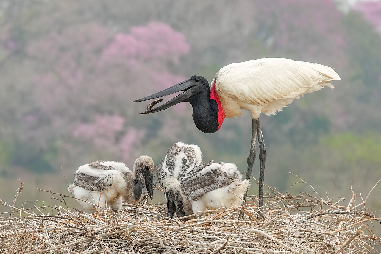 Os ninhos do TuiuiÃº sÃ£o gigantes: podem chegar a dois metros de diÃ¢metro e sÃ£o reutilizados por vÃ¡rios anos, podendo servir de abrigo para outras espÃ©cies. Utiliza galhos e ramos em Ã¡rvores altas durante a estaÃ§Ã£o seca. A escolha desse perÃ­odo estÃ¡ ligada Ã  maior disponibilidade de alimento, o que garante melhores condiÃ§Ãµes para alimentar os filhotes.

&nbsp;