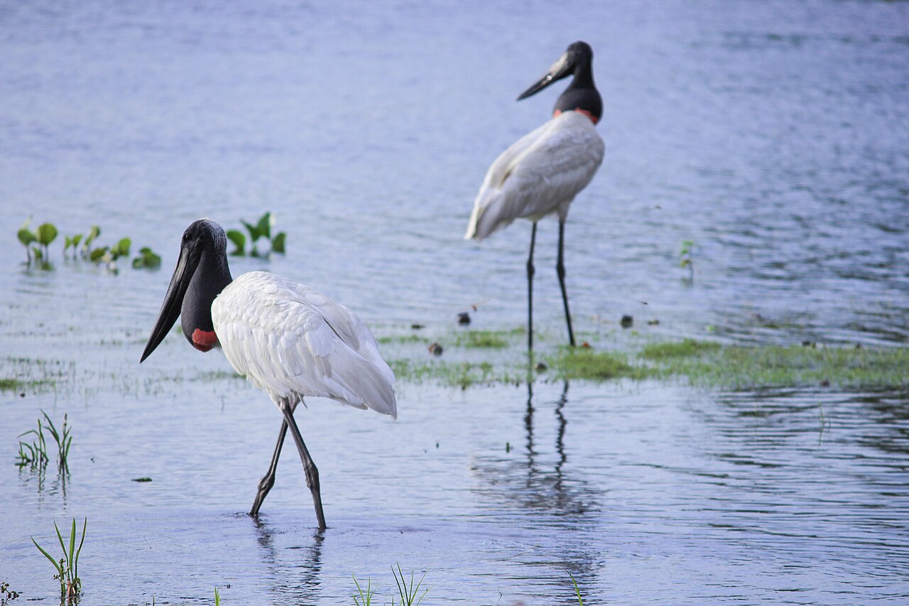 Segundo a Lista Vermelha da União Internacional para a Conservação da Natureza (IUCN), existem cerca de 85 mil indivíduos, dos quais aproximadamente 50 mil são adultos. Essa população relativamente estável indica que, apesar das ameaças, a espécie ainda mantém presença significativa em seu território.

&nbsp;