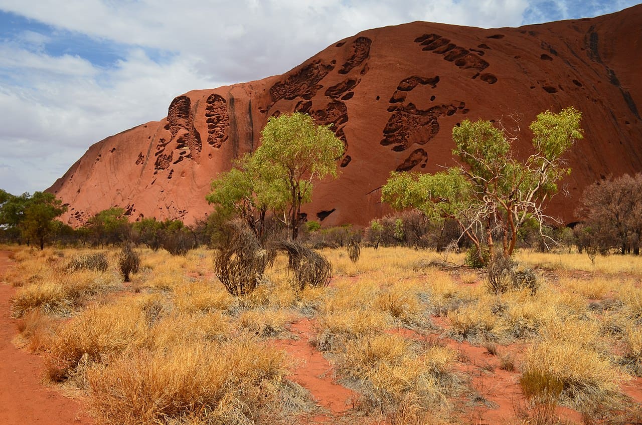 O parque abriga mais de 415 espécies de plantas nativas, 21 espécies de mamíferos, 178 espécies de aves e 73 espécies de répteis. A vida no deserto é surpreendente, adaptada às condições extremas e às chuvas esporádicas.