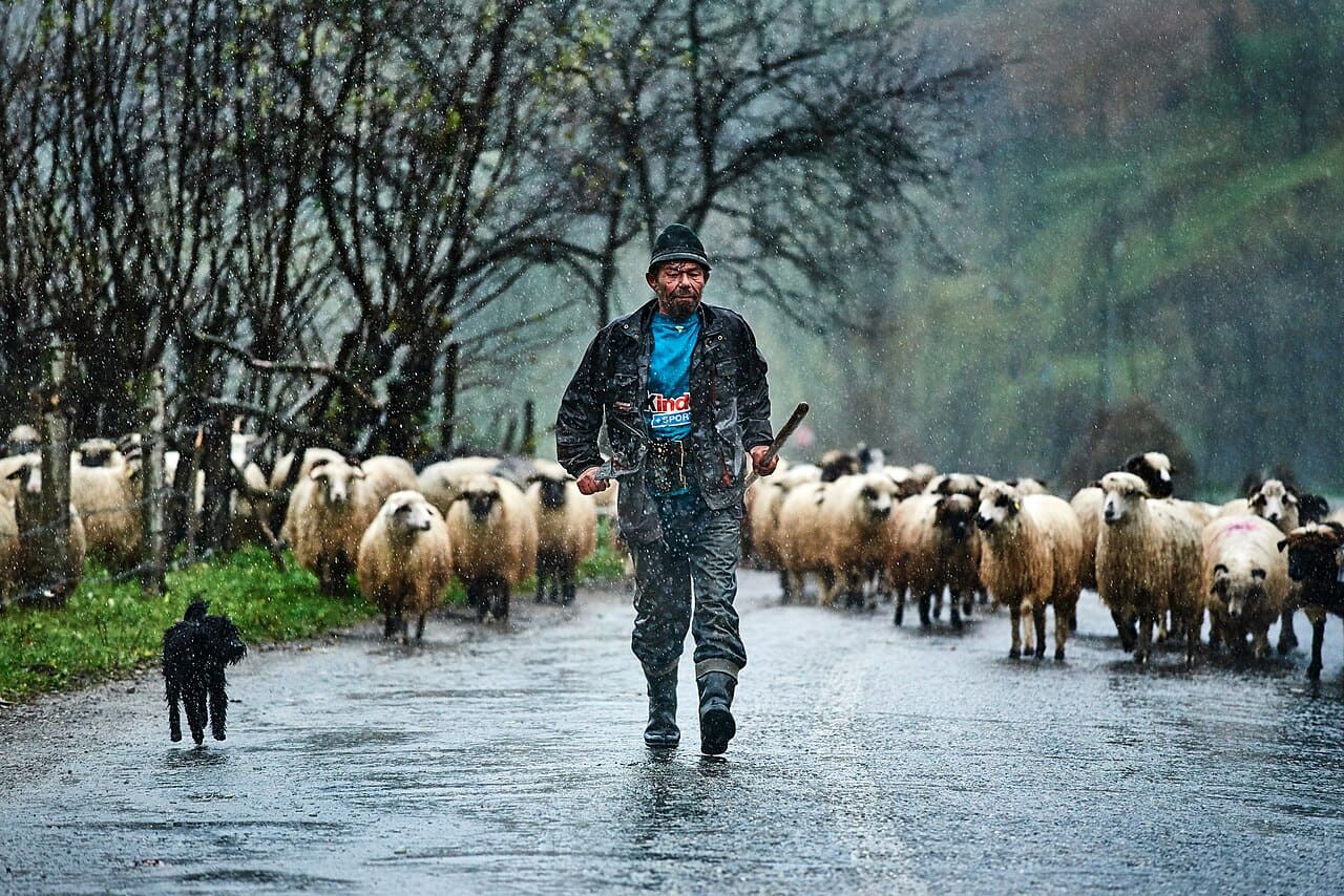 A vida rural segue ritmos antigos, com famílias subsistindo de forma quase auto-sustentável. A saber, no cultivo de pequenas propriedades e de seus alimentos, na produção de vinho de mesa e na criação de animais, inclusive para consumo. Tratores dividem espaço com carroças puxadas por cavalos, mostrando a convivência entre passado e presente. Essa autenticidade faz de Maramure? um símbolo da Romênia rural.

