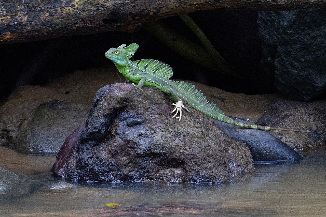 O lagarto basilisco, conhecido por sua habilidade de correr sobre a água, também apresenta coloração verde em muitas espécies. Vivendo próximo a rios e vegetação densa, ele se beneficia desse tom para se esconder.