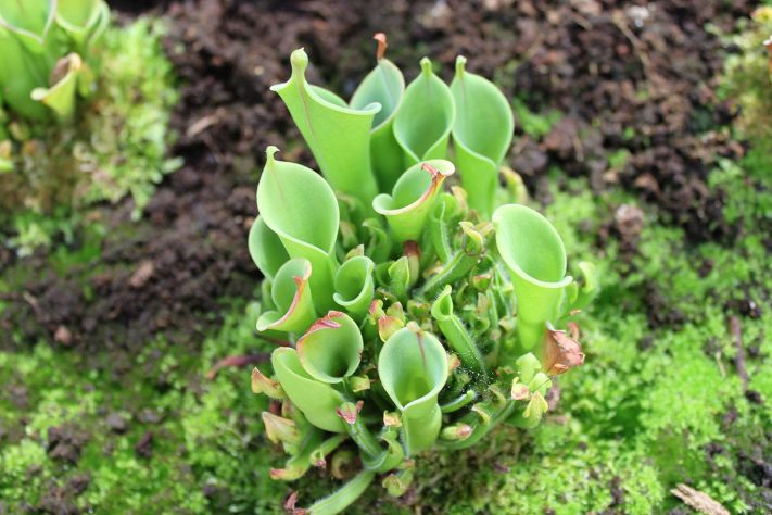 Plantas de aparência exótica do Brasil, Heliamphora - Wikimedia Commons/Falconaumanni