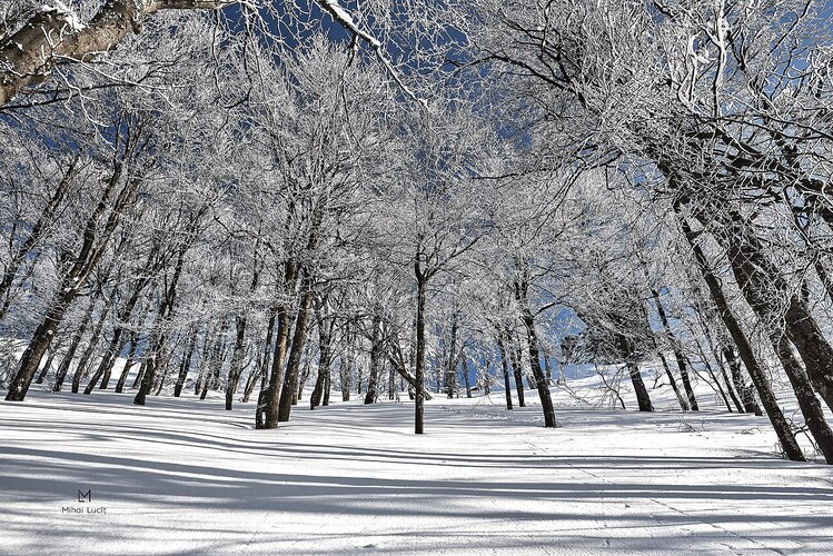 Florestas densas e áreas protegidas garantem biodiversidade com ursos, lobos e linces, enquanto projetos locais buscam equilibrar turismo e conservação. A natureza, portanto, é parte inseparável da vida e da cultura da região. A região tem invernos rigorosos, com temperaturas abaixo de 0 °C e neve frequente que pode durar semanas.
