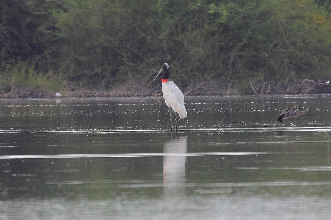 O nome “Jabiru”, aliás, vem do tupi-guarani e significa “pescoço inchado”. Em diferentes regiões do Brasil, também é chamado de jaburru, jaburu ou cauauá, revelando a diversidade cultural ligada à espécie.

&nbsp;