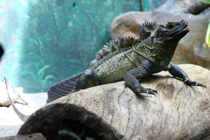 Dragão-vela, lagarto que vive em regiões tropicais da Indonésia e das Filipinas é conhecido por ser uma das criaturas mais singulares do Sudeste Asiático | Flickr - Andy Mitchell