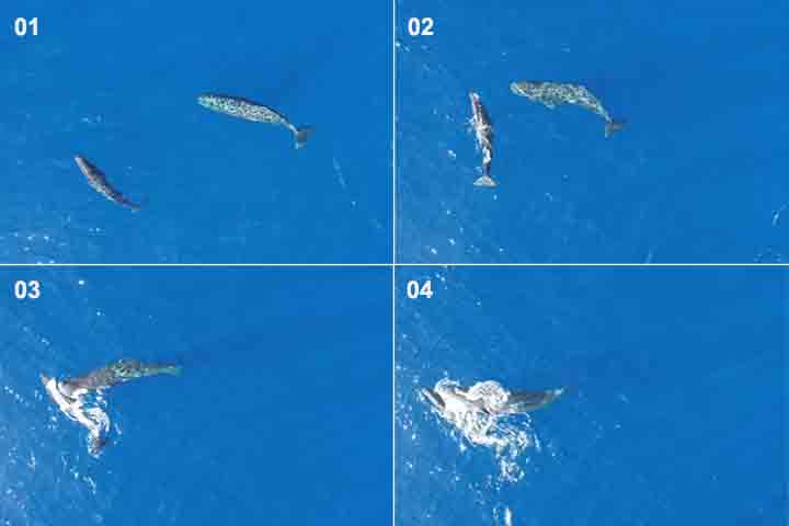 O registro foi publicado na revista científica trimestral Marine Mammal Science no dia 23 de março de 2026. Ele contribui para dar respaldo a antigos relatos de marinheiros do século 19, que já mencionavam o uso da cabeça pelos cachalotes como instrumento de impacto, seja para empurrar, seja para atingir alvos com força suficiente, segundo as narrativas, até para afundar embarcações.
