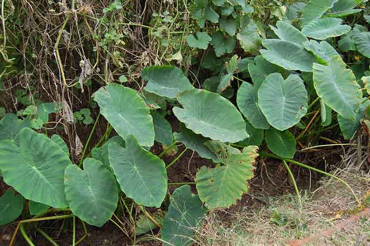 Agricultores familiares são os principais responsáveis pela produção, o que torna o tubérculo relevante também do ponto de vista socioeconômico. De acordo com dados de órgãos como a Empresa Brasileira de Pesquisa Agropecuária (Embapa), o inhame apresenta bom potencial de mercado, tanto para consumo interno quanto para exportação.
