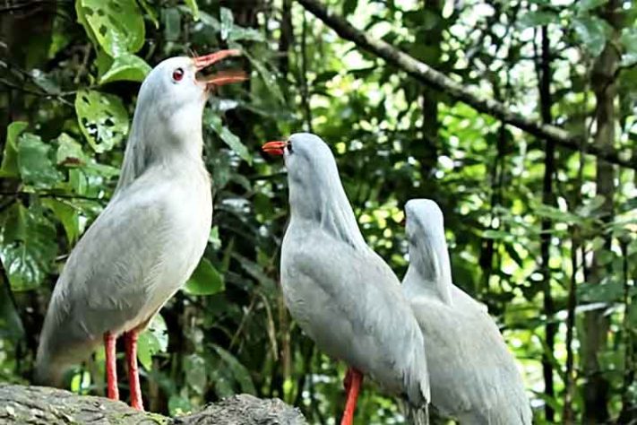 Curiosidades sobre o pássaro kagu