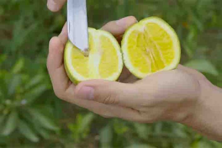 Murta é problema para áreas com plantação de frutas cítricas