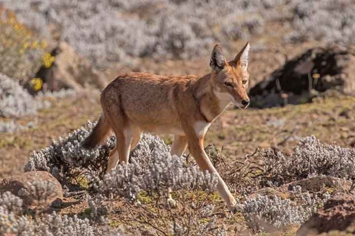 Chacal( Canis simensis) - Parque Nacional do Simien, Etiópia - Charles J. Sharp/Wikimédia Commons