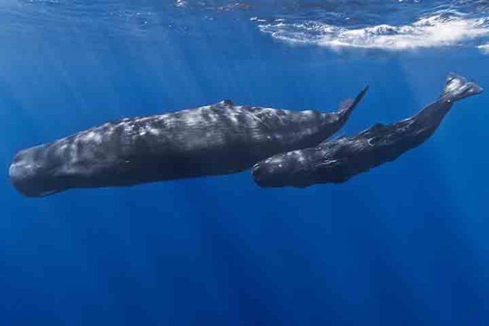 Baleias-cachalote