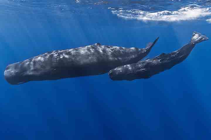 Distribuídas por praticamente todos os oceanos do mundo, as cachalotes preferem águas profundas, onde realizam mergulhos que podem ultrapassar mil metros em busca de alimento. 
