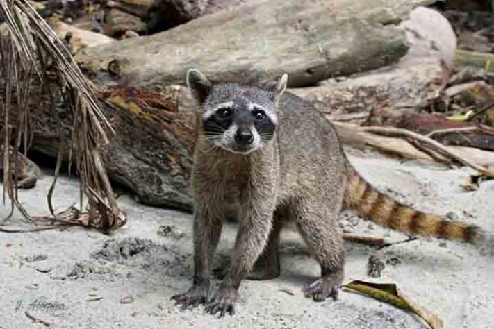 Guaxinim, guaxinim norte-americano,(Procyon lotor) animal - Reprodução do Youtube