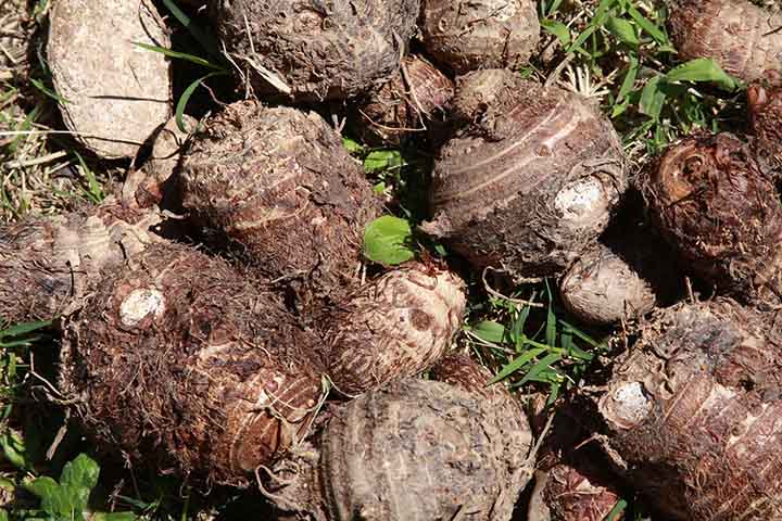 Inhame, tubérculo (alimento ) - Reprodução do Flickr Vitor Ribeiro