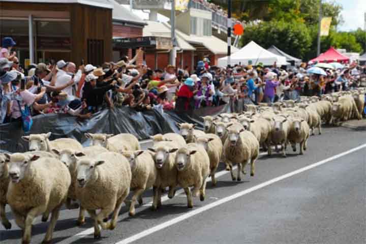 A lã também tem um destacável papel cultural. isso porque, em muitas regiões, festas e rituais celebram a tosquia, transformando o ato agrícola em evento comunitário de grande relevância.