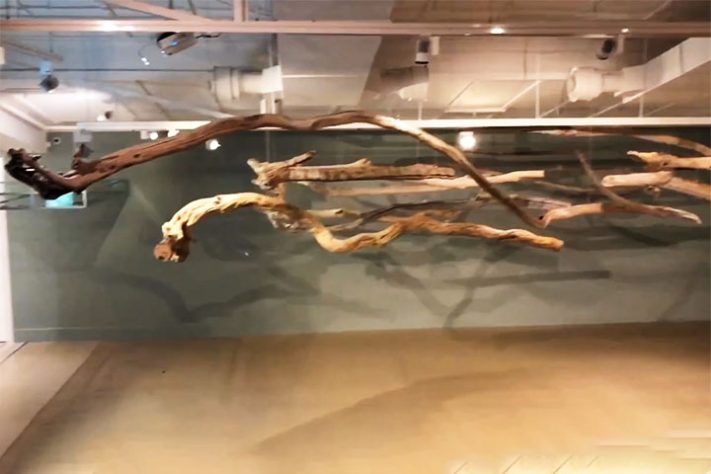 Prédio Len Lye Centre, em New Plymouth (Nova Zelândia) - Reprodução do Youtube Canal Hasler Whanau