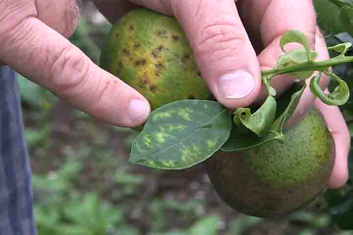 O greening é considerado atualmente o maior desafio da citricultura mundial. A doença afeta diretamente o sistema vascular das plantas, comprometendo o transporte de nutrientes e provocando sintomas como folhas amareladas, frutos deformados e queda prematura. Em estágios avançados, pode levar à morte da árvore. Além disso, não há cura conhecida, o que torna a prevenção e o controle ainda mais críticos para produtores.
