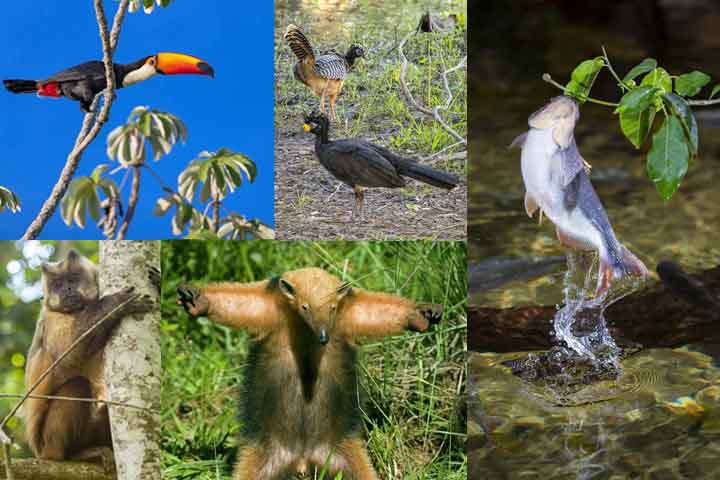 O reconhecimento como “capital brasileira do ecoturismo” não é por acaso. Bonito abriga rios de transparência impressionante, cavernas inundadas, cachoeiras e uma rica fauna, que transformam a experiência turística em um contato direto com a natureza. 
