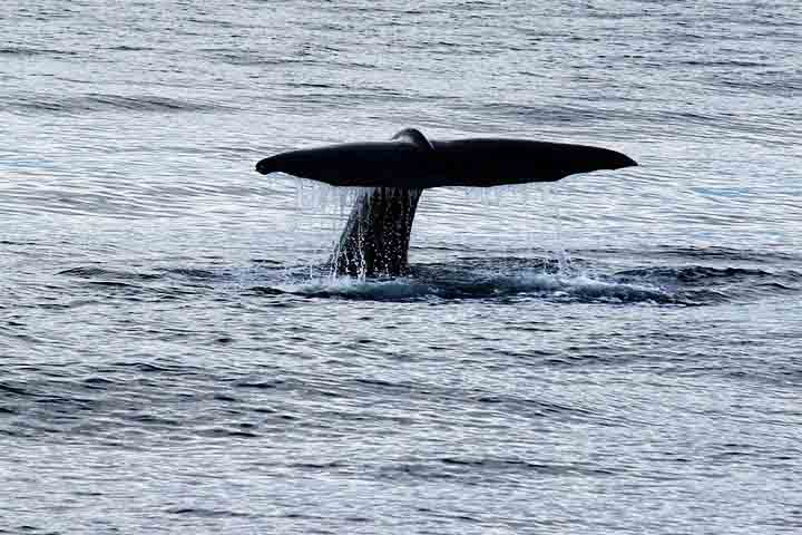 Sua dieta é composta principalmente por lulas (incluindo espécies gigantes), além de peixes e outros organismos marinhos. Esses mergulhos podem durar mais de uma hora, o que faz da espécie uma das campeãs de apneia entre os mamíferos.
