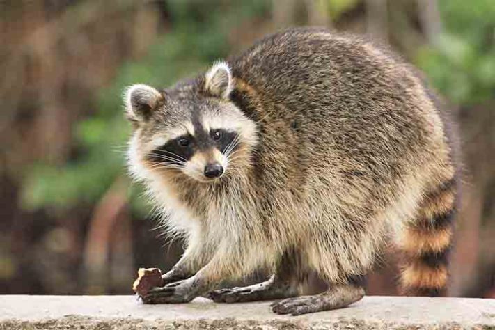 Guaxinim, guaxinim norte-americano,(Procyon lotor) animal - Reprodução do Facebook Bio in Foco