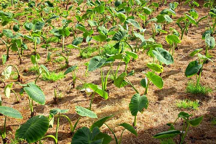 A produção de inhame no Brasil está concentrada principalmente nas regiões Nordeste e Sudeste, com destaque para estados como Bahia, Pernambuco, Paraíba e Espírito Santo. O cultivo exige clima quente e úmido, além de solos bem drenados.
