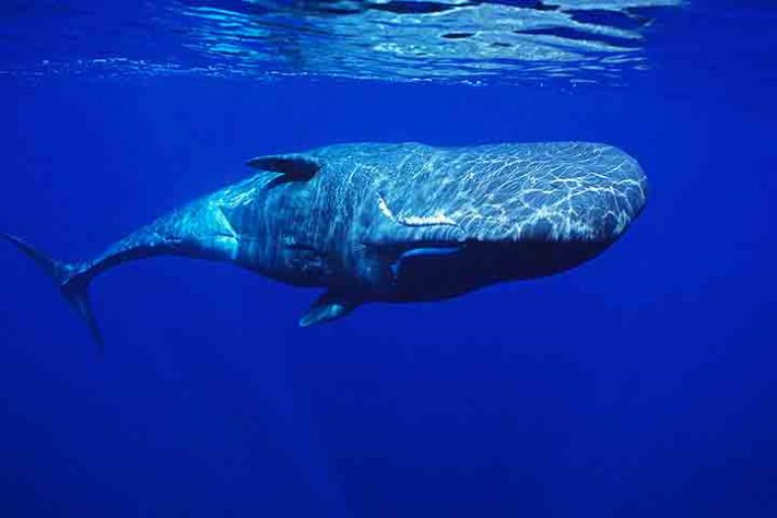 Baleias-cachalote