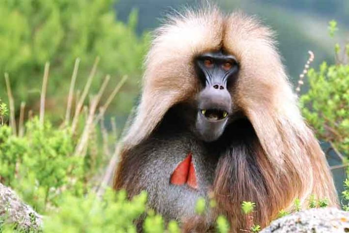 Parque Nacional do Simien, Etiópia - Reprodução do Youtube Canal Pay Elena Viajero