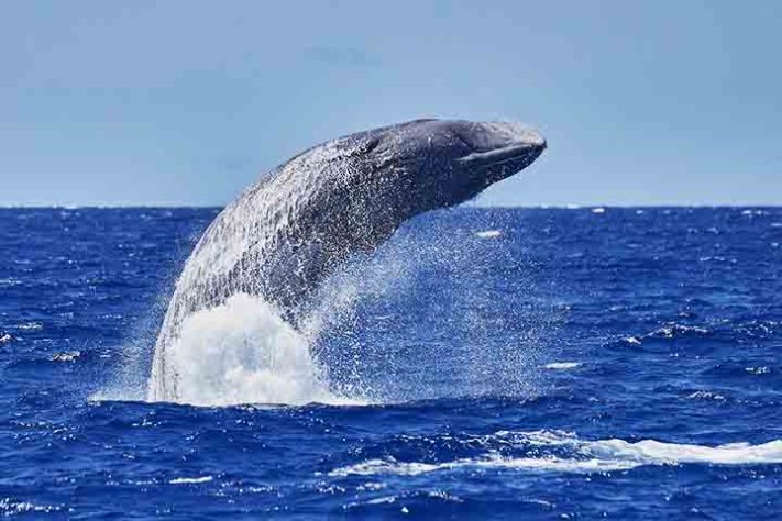 Baleias-cachalote
