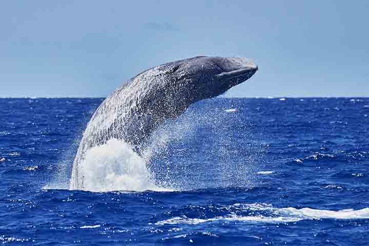 As baleias-cachalote (Physeter macrocephalus) são os maiores cetáceos com dentes e figuram entre os animais mais impressionantes do planeta. Podem atingir mais de 18 metros de comprimento e são facilmente reconhecidas por sua cabeça maciça, que pode representar até um terço do tamanho total do corpo. 
