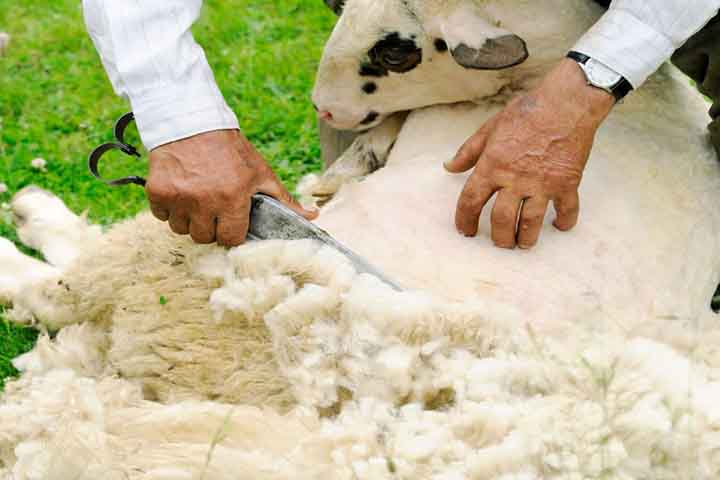 A produção de lã é exemplo, portanto, de como a natureza oferece recursos que, além de utilitários, podem ser elevados consequentemente a símbolos espirituais e culturais.
