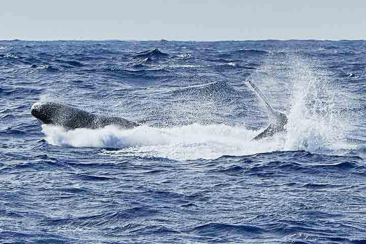 Além disso, são conhecidas por seus sofisticados sistemas de comunicação, baseados em cliques sonoros que variam entre grupos, sugerindo a existência de “dialetos”, uma característica rara e fascinante no reino animal.
