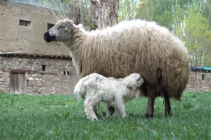 Do campo à liturgia, a lã percorre um caminho que une o trabalho humano, o cuidado com os animais e a expressão da fé. É matéria-prima que veste corpos, mas também reveste tradições.