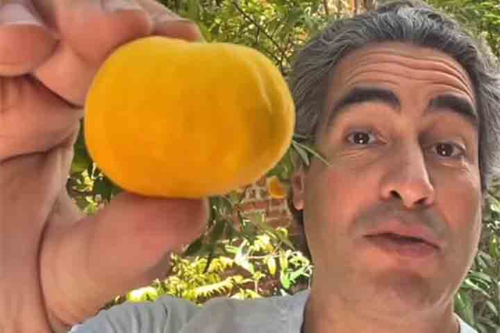 A frutificação acontece entre setembro e janeiro, período em que a uvaia pode ser encontrada fresca com maior facilidade. Quando madura, ela apresenta coloração amarela intensa, formato arredondado e casca fina com leve textura aveludada.