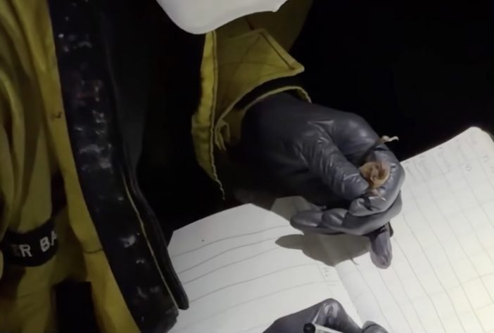 Caverna encontrada em Alagoas com mais de 21 mil morcegos - Reprodução/TV Gazeta de Alagoas