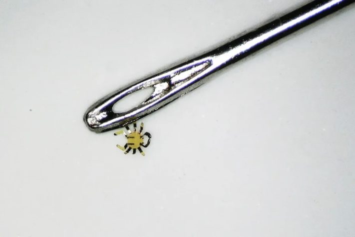 2-Cientistas desenvolvem o menor robô ambulante controlado remotamente - Divulgação/Universidade Northwestern