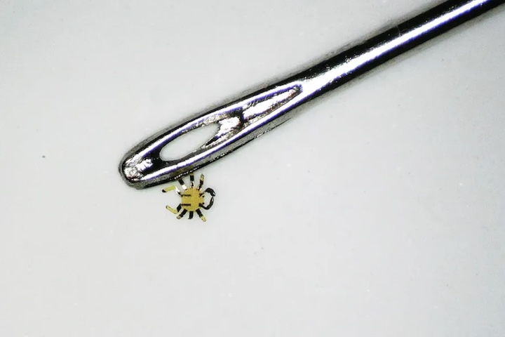 2-Cientistas desenvolvem o menor robô ambulante controlado remotamente - Divulgação/Universidade Northwestern