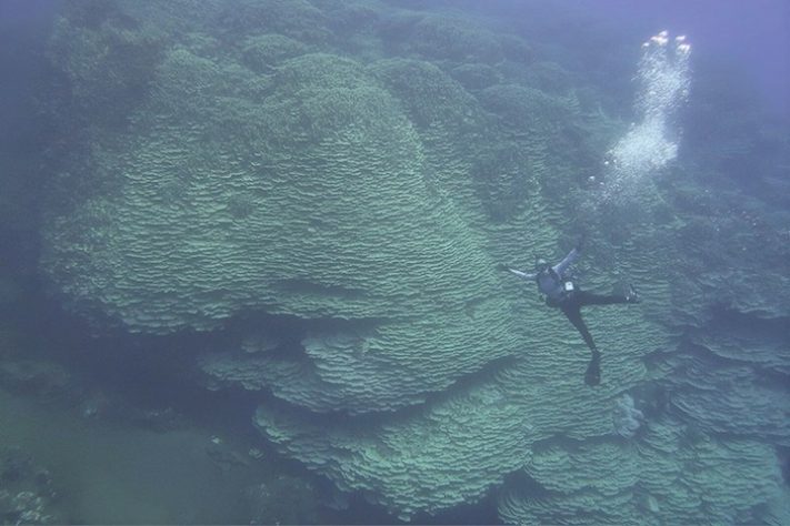 Coral gigante de 1.347 metros quadrados pode ter mais de 2 mil anos - Divulgação/NOAA Fisheries